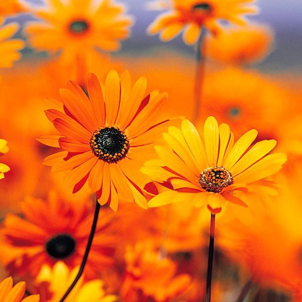 魚交叉感染幾天能恢復