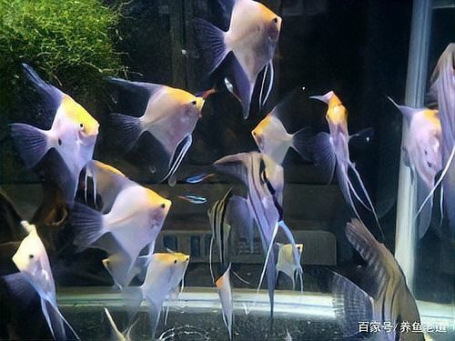 魚交叉感染幾天能恢復