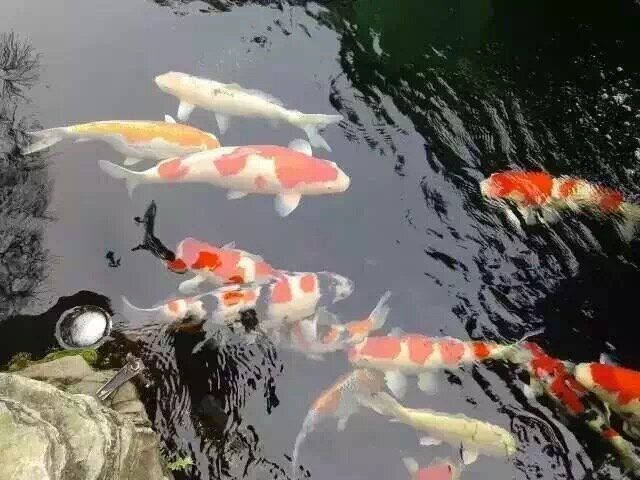 魚交叉感染幾天能恢復