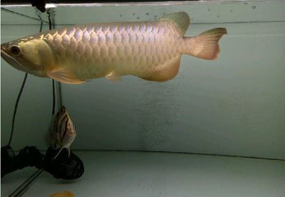 養龍魚一直開頂燈：養龍魚時一直開頂燈會對魚的健康產生不利影響嗎 養龍魚一直開頂燈：養龍魚時一直開頂燈會對魚的健康產生不利影響嗎 龍魚百科 第1張