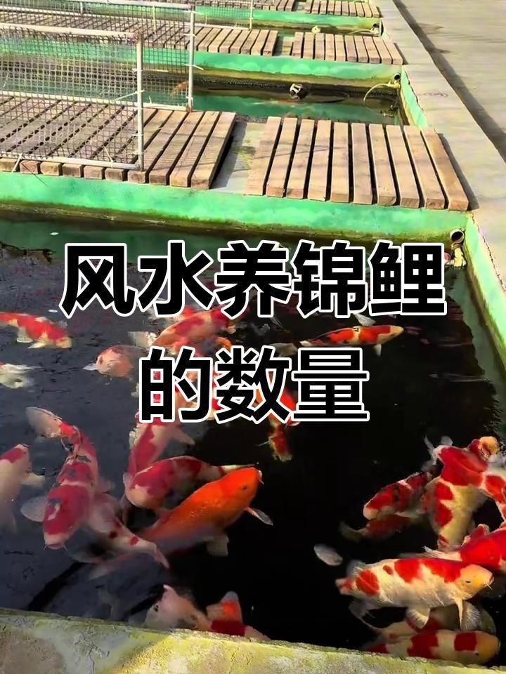 錦鯉養幾條最好最旺