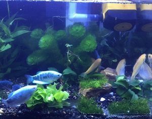 養曼龍魚怎么造景的：養曼龍魚時的造景方法