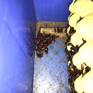 家里蟑螂能喂龍魚嗎：家里蟑螂能喂龍魚嗎，