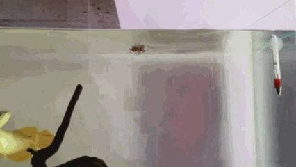 家里蟑螂能喂龍魚嗎：家里蟑螂能喂龍魚嗎，