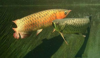 龍魚狀態好就是吐食嗎：龍魚的狀態好不好