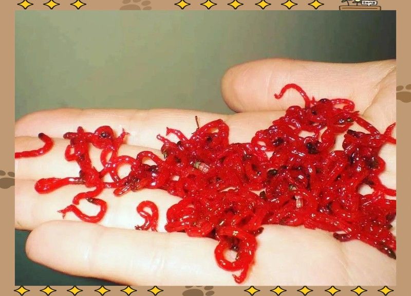 恐龍魚不吃飼料只吃紅蟲怎么辦呀圖片