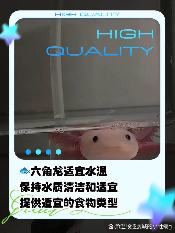 恐龍魚不吃飼料只吃紅蟲怎么辦呀圖片