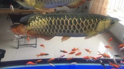 金龍魚鯊魚嘴什么意思【金龍魚鯊魚嘴型的寓意】 龍魚百科 第2張 金龍魚鯊魚嘴什么意思【金龍魚鯊魚嘴型的寓意】 金龍魚鯊魚嘴什么意思【金龍魚鯊魚嘴型的寓意】 龍魚百科 第2張