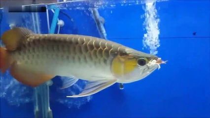 金龍魚鯊魚嘴什么意思【金龍魚鯊魚嘴型的寓意】 金龍魚鯊魚嘴什么意思【金龍魚鯊魚嘴型的寓意】 龍魚百科 第5張