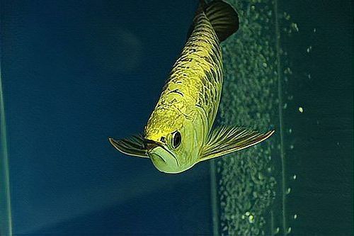 如何辨別過背金龍魚苗的品質？ 如何辨別過背金龍魚苗的品質？ 龍魚百科 第1張