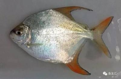 銀板魚和龍魚混養好不好：銀板魚可以和龍魚混養嗎？