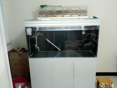 金龍魚缸水體發白怎么回事：金龍魚缸水體發白怎么回事金龍魚缸水體發白怎么回事