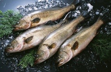 雪龍魚冷藏保存的最佳溫度：雪龍魚冷凍保存技巧 雪龍魚冷藏保存的最佳溫度：雪龍魚冷凍保存技巧 龍魚百科 第2張