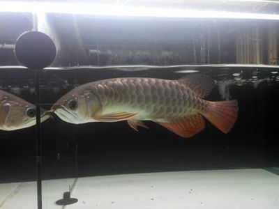 遼寧龍魚，遼寧龍魚市場價格趨勢