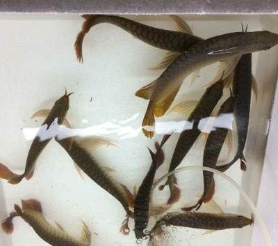 遼寧龍魚，遼寧龍魚市場價格趨勢