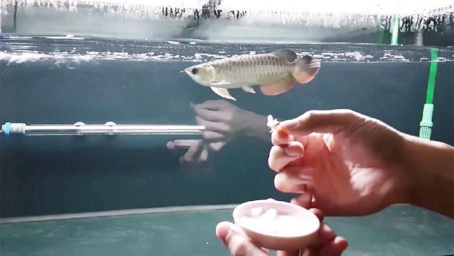 龍魚怎么訓練視頻：如何訓練龍魚