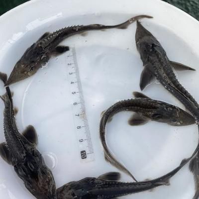 龍魚怎么訓練視頻：如何訓練龍魚