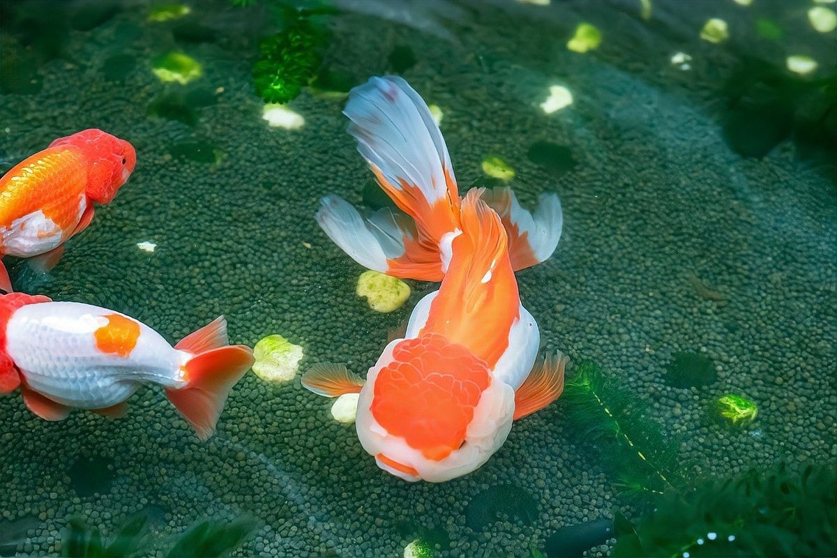 銀龍魚(yú)越養(yǎng)顏色越深嗎