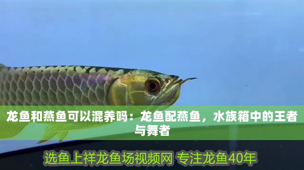 龍魚和燕魚可以混養(yǎng)嗎：龍魚配燕魚，水族箱中的王者與舞者