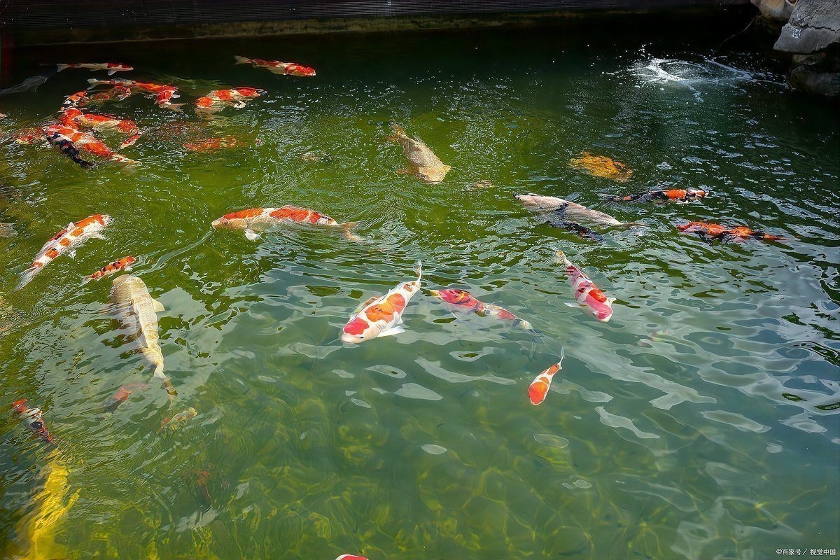 龍魚充血要警惕四種病