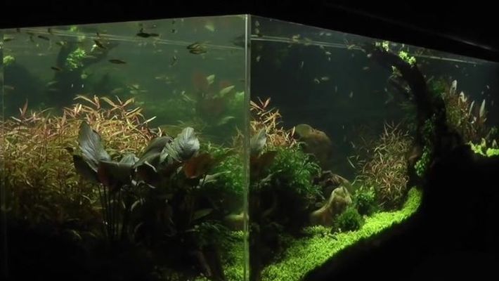 可麗愛魚缸是哪里生產的品牌啊（可麗愛魚缸國際市場的分布愛唯希品牌在中國的銷售情況） 可麗愛魚缸是哪里生產的品牌啊（可麗愛魚缸國際市場的分布愛唯希品牌在中國的銷售情況） 龍魚百科