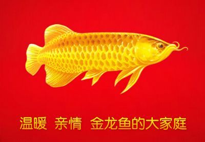 金龍魚魚類的來歷和傳說故事：關于金龍魚的來歷和傳說故事