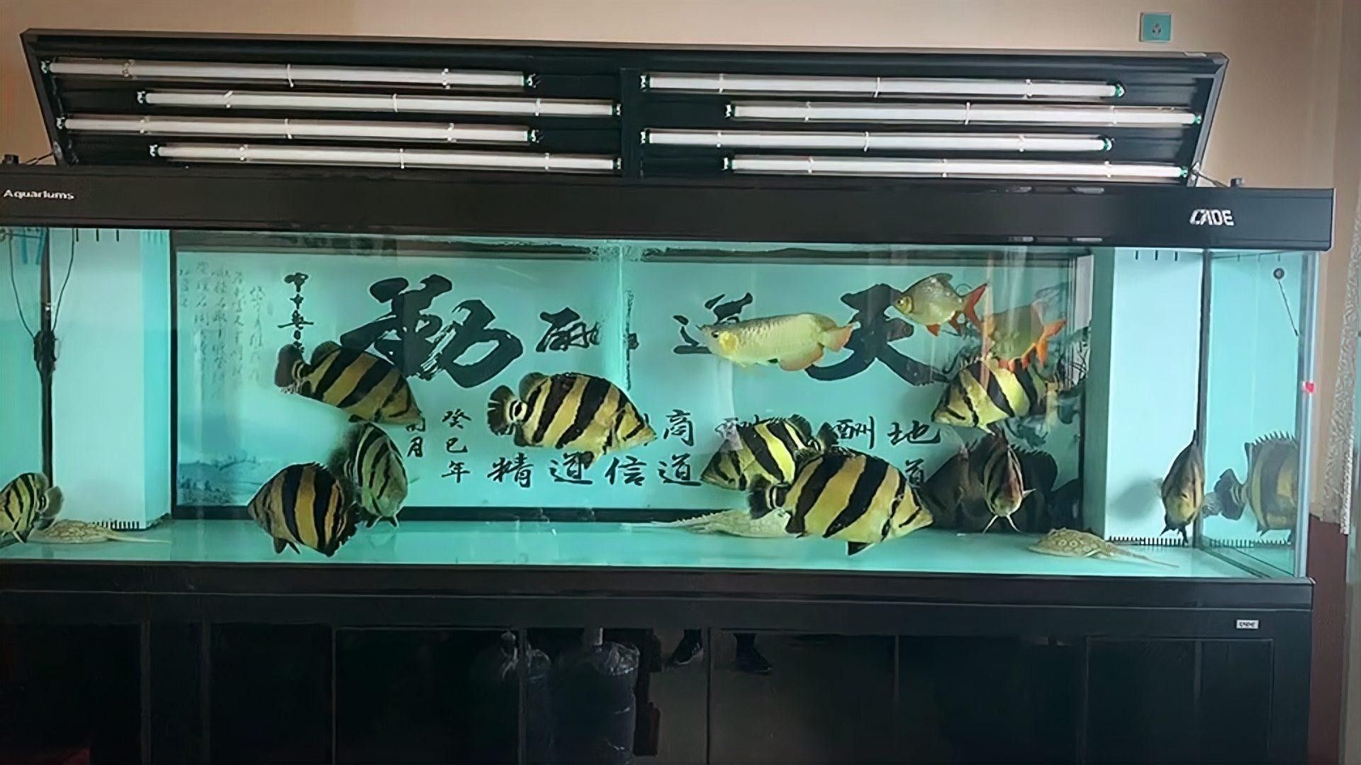 龍魚虎魚混養(yǎng)小時候喂什么？