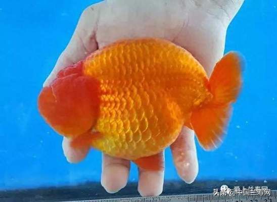 紅龍魚多大開始打側燈（紅龍魚多大開始用側燈）