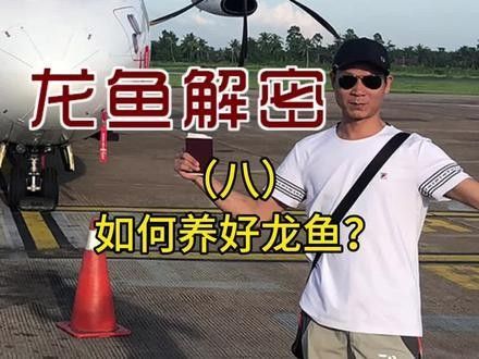 龍魚的正確飼養(yǎng)方法視頻播放