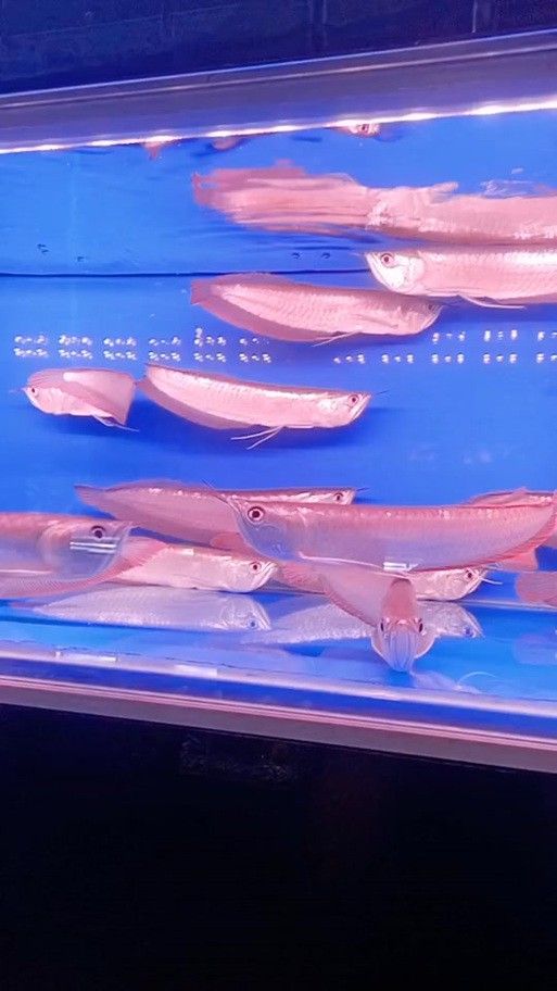 七彩銀龍魚圖片身體