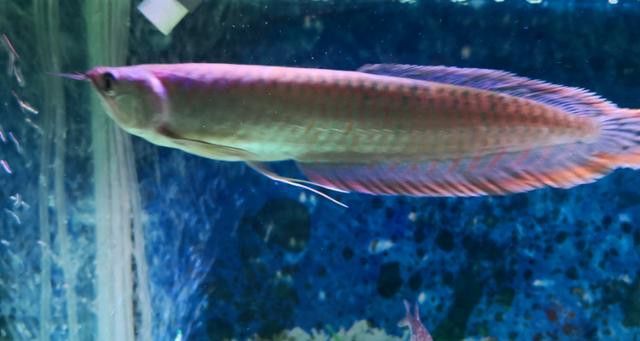 七彩銀龍魚圖片身體