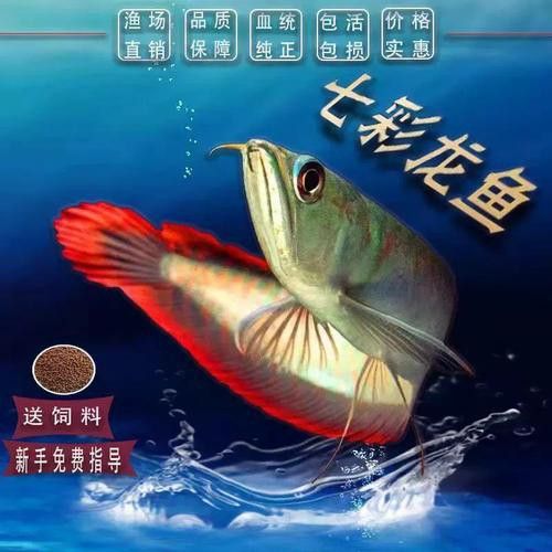 七彩銀龍魚圖片身體