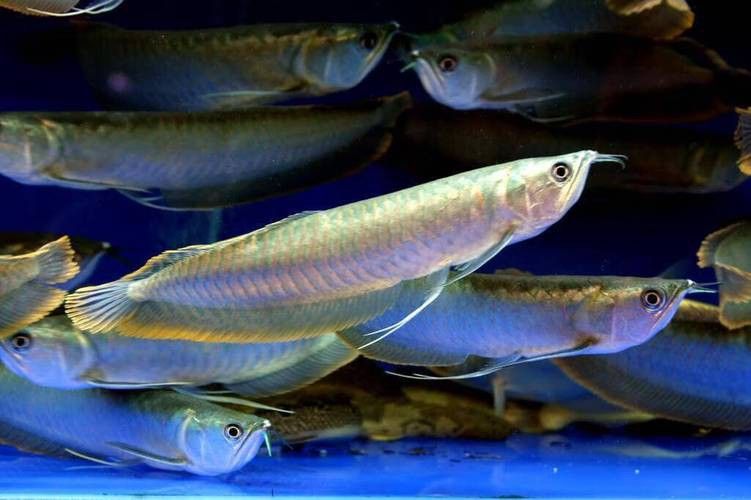 七彩銀龍魚圖片身體