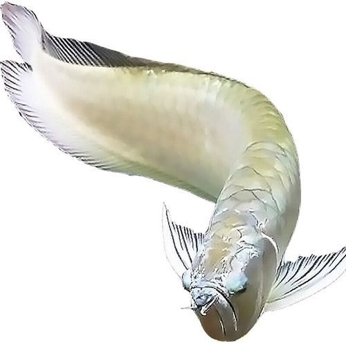 七彩銀龍魚圖片身體
