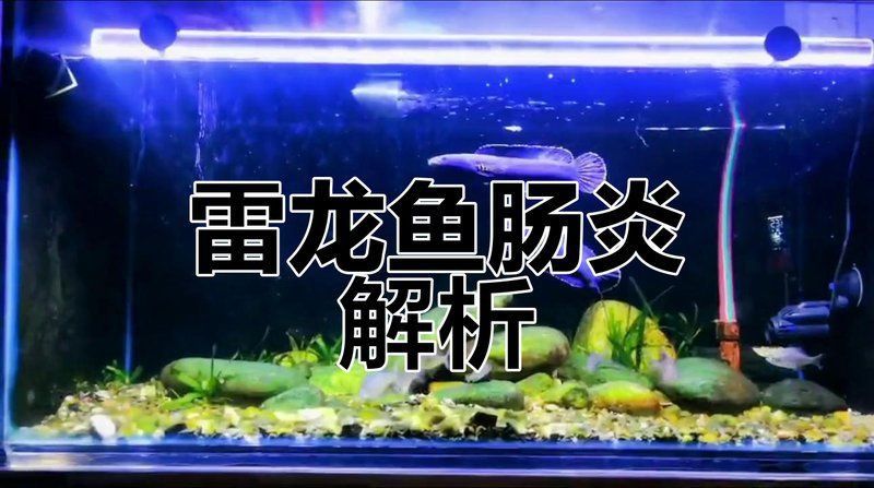 雷龍魚腸炎自愈后還會復發嗎？