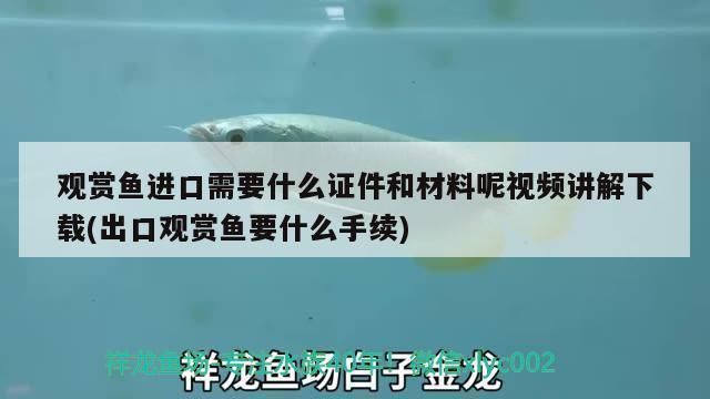 進口龍魚回國需要什么手續和證件呢：進口龍魚回國所需的手續和證件