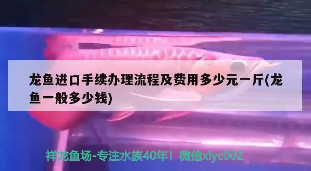 進口龍魚回國需要什么手續和證件呢：進口龍魚回國所需的手續和證件