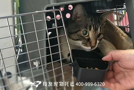 進口龍魚回國需要什么手續和證件呢：進口龍魚回國所需的手續和證件
