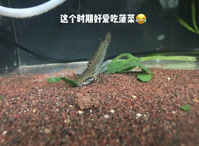 雷龍魚多大開始長帆魚