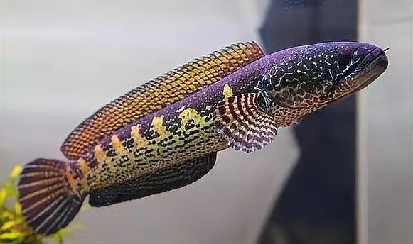 雷龍魚多大開始長帆魚