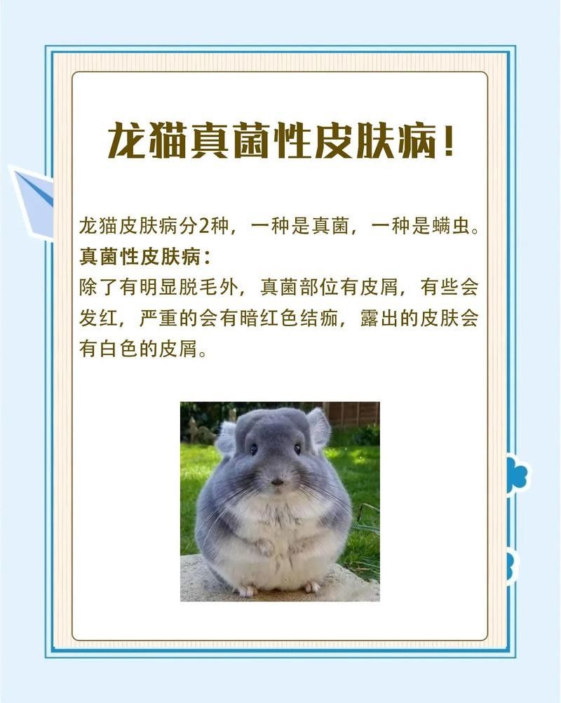 龍貓真菌感染會自愈嗎？