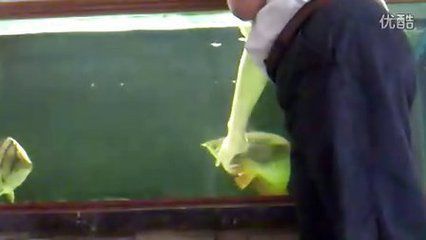 龍魚怎么訓練互動：如何訓練龍魚互動性