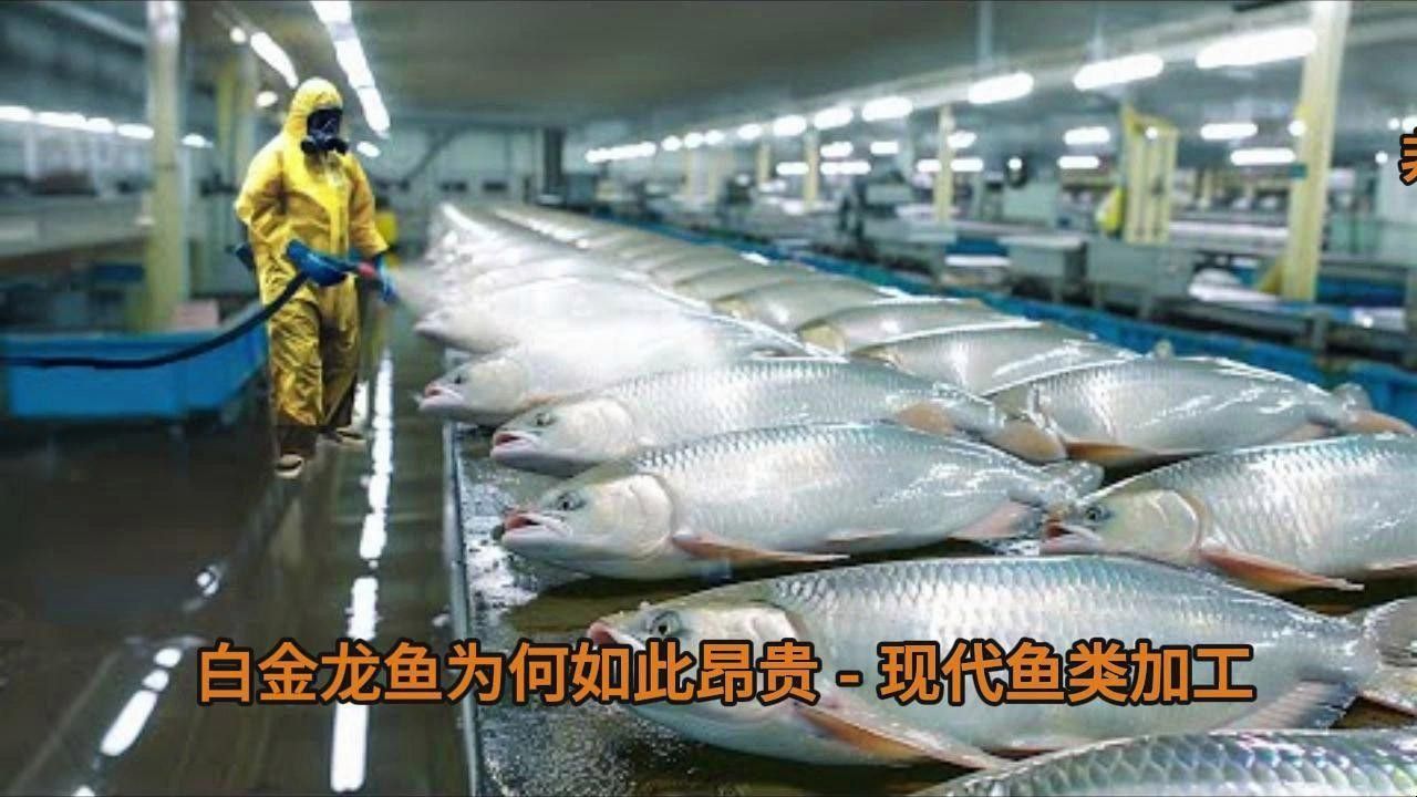哪些因素會影響白金龍魚的價格？