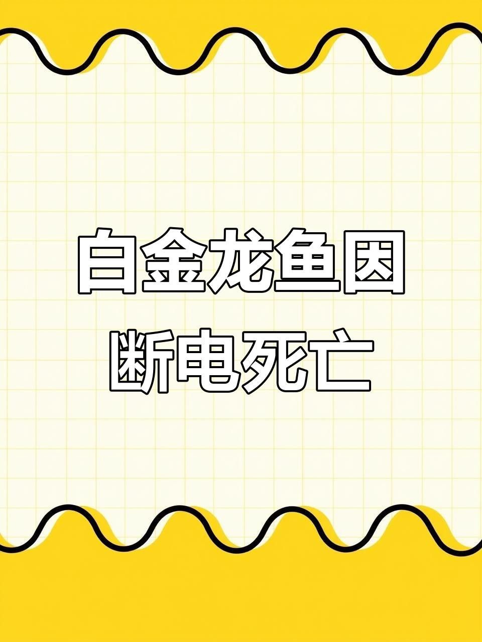 哪些因素會(huì)影響白金龍魚(yú)的價(jià)格？