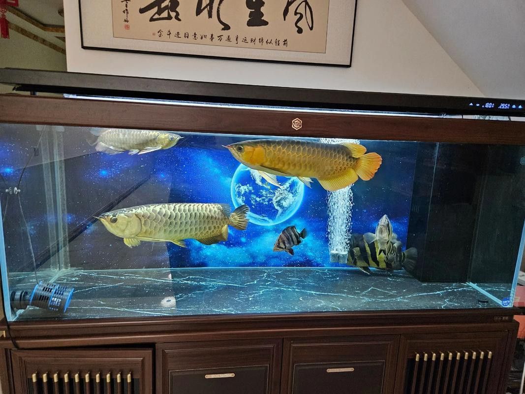 金龍魚與紅龍魚可以混養嗎圖片