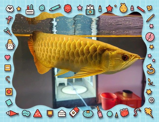 金龍魚與紅龍魚可以混養嗎圖片