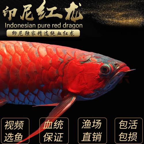金龍魚與紅龍魚可以混養嗎圖片