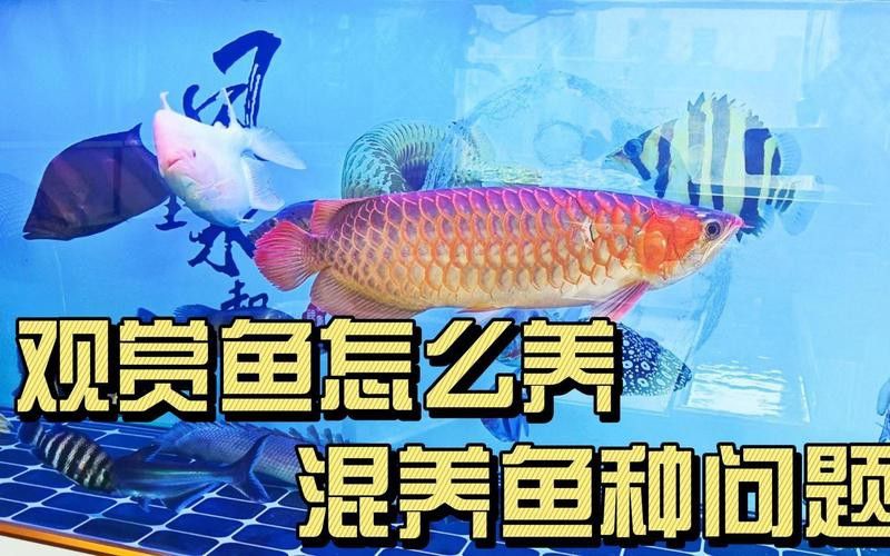 金龍魚與紅龍魚可以混養嗎圖片