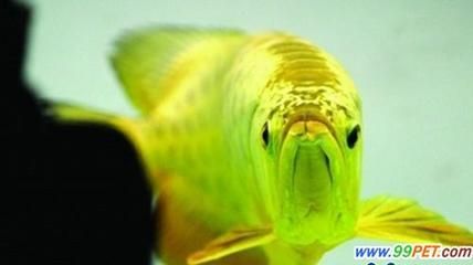金龍魚60厘米價格多少錢一條：淺談60厘米金龍魚價格