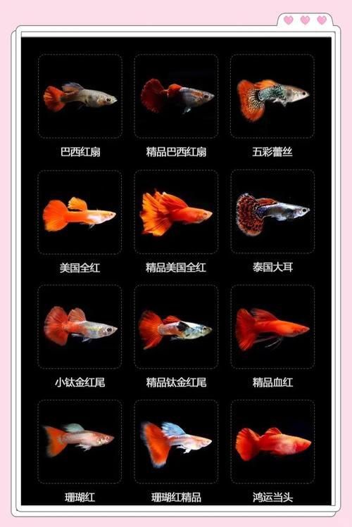 孔雀魚大全名帶圖 孔雀魚大全名帶圖 龍魚百科 第3張